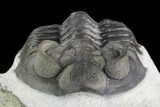 Coltraneia Trilobite Fossil - Huge Faceted Eyes #125241-5